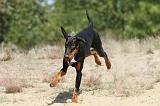 DOBERMANN 783